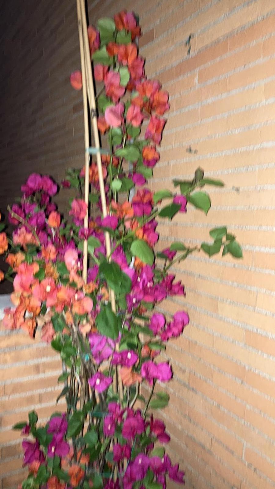Le Mille E Una Notte Róma Kültér fotó